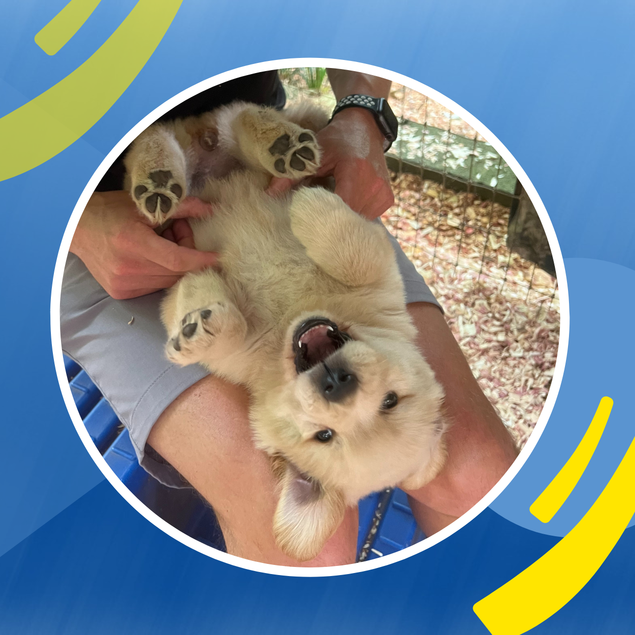 Bringing home sale golden retriever puppy